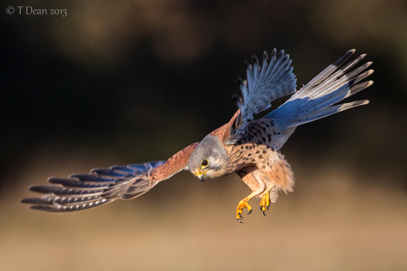 Illustration for article titled Amazing close-up photos capture war planes and birds' majesty in motion